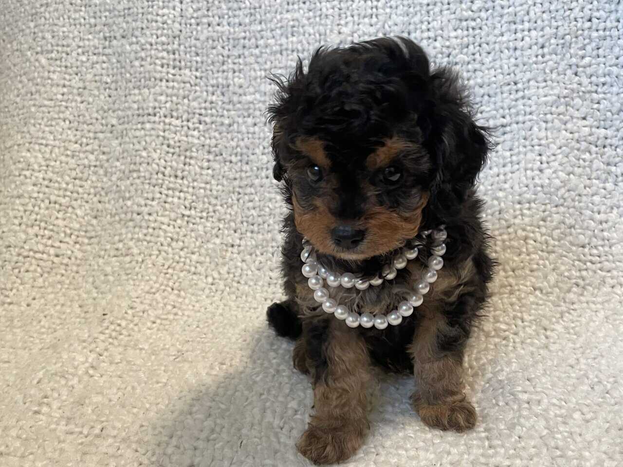 Cavapoo puppies image 15