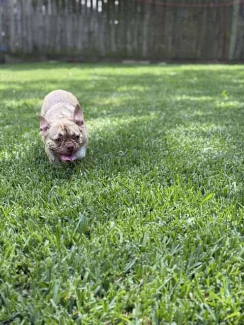 Rehoming Lovable French Bulldog image 1