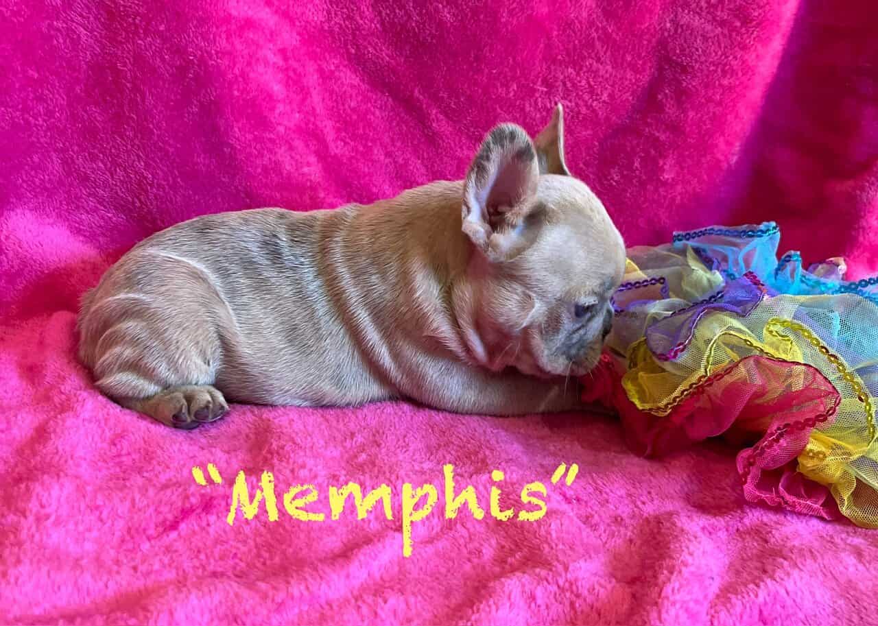 Female Frenchie Puppy * Ukraine Lineage * -Memphis image 5