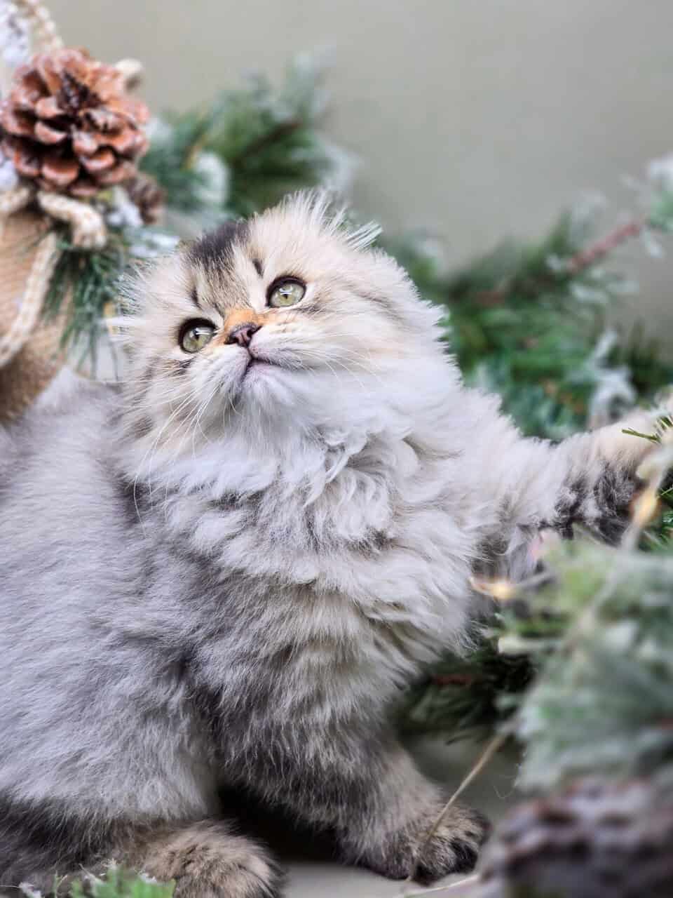 SCOTTISH FOLD GIRL, TICA REGISTERED image 1