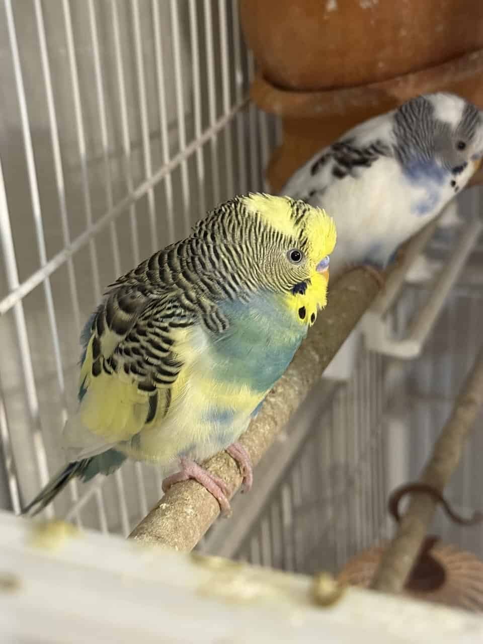 6 Parakeets for Sale image 2