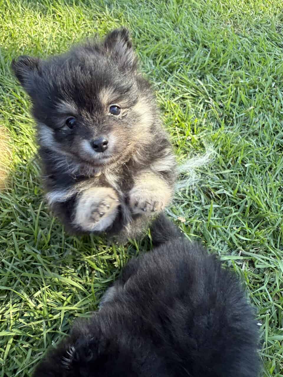 Pomeranian puppies image 2