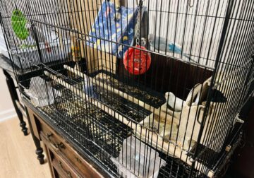 Parakeets & Lovebirds – Myrtle Beach