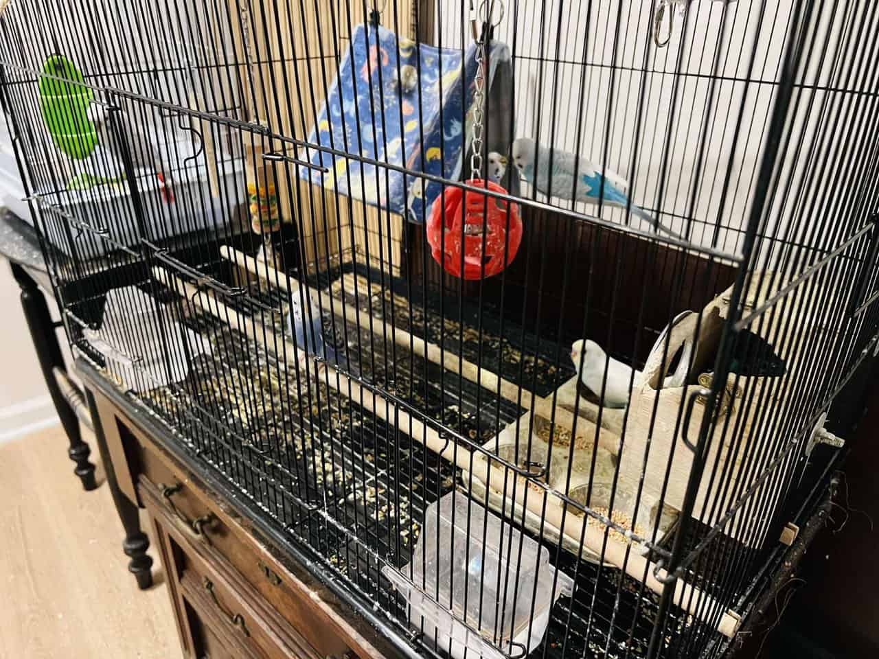 Parakeets & Lovebirds – Myrtle Beach image 1