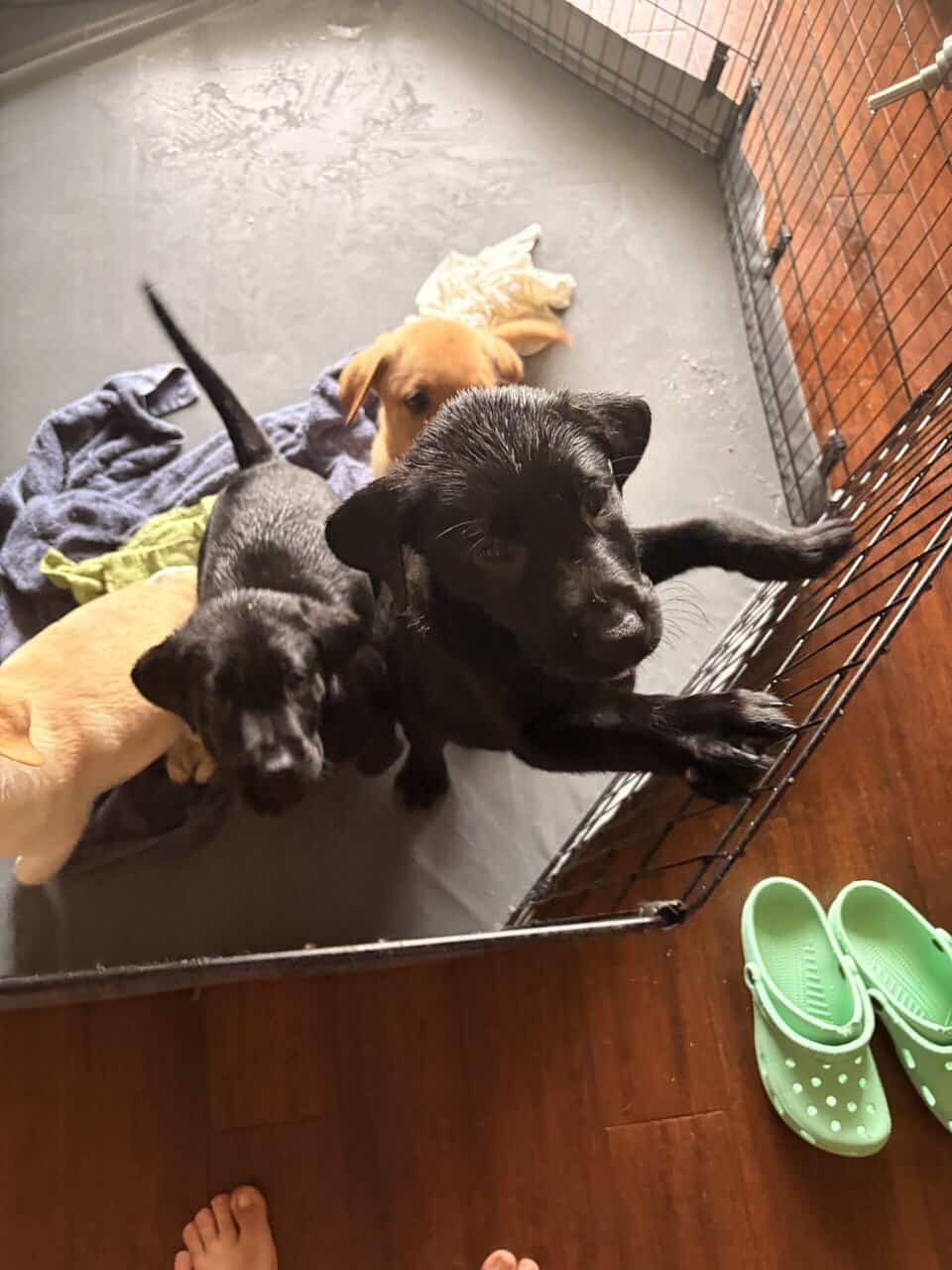 Labrador puppies image 7