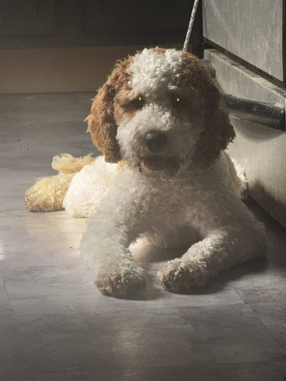 Golden Doodle Puppy image 3