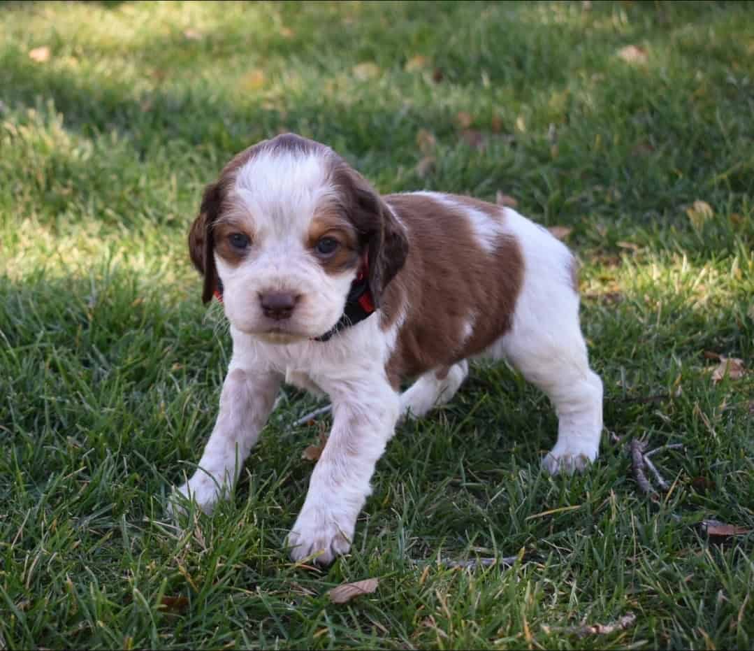English Springer Spaniels image 13