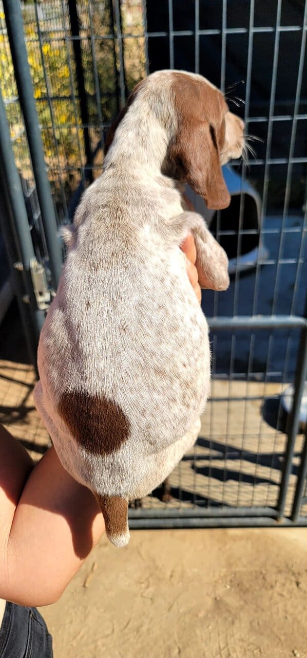 Adorable Shorthaired Pointers image 4