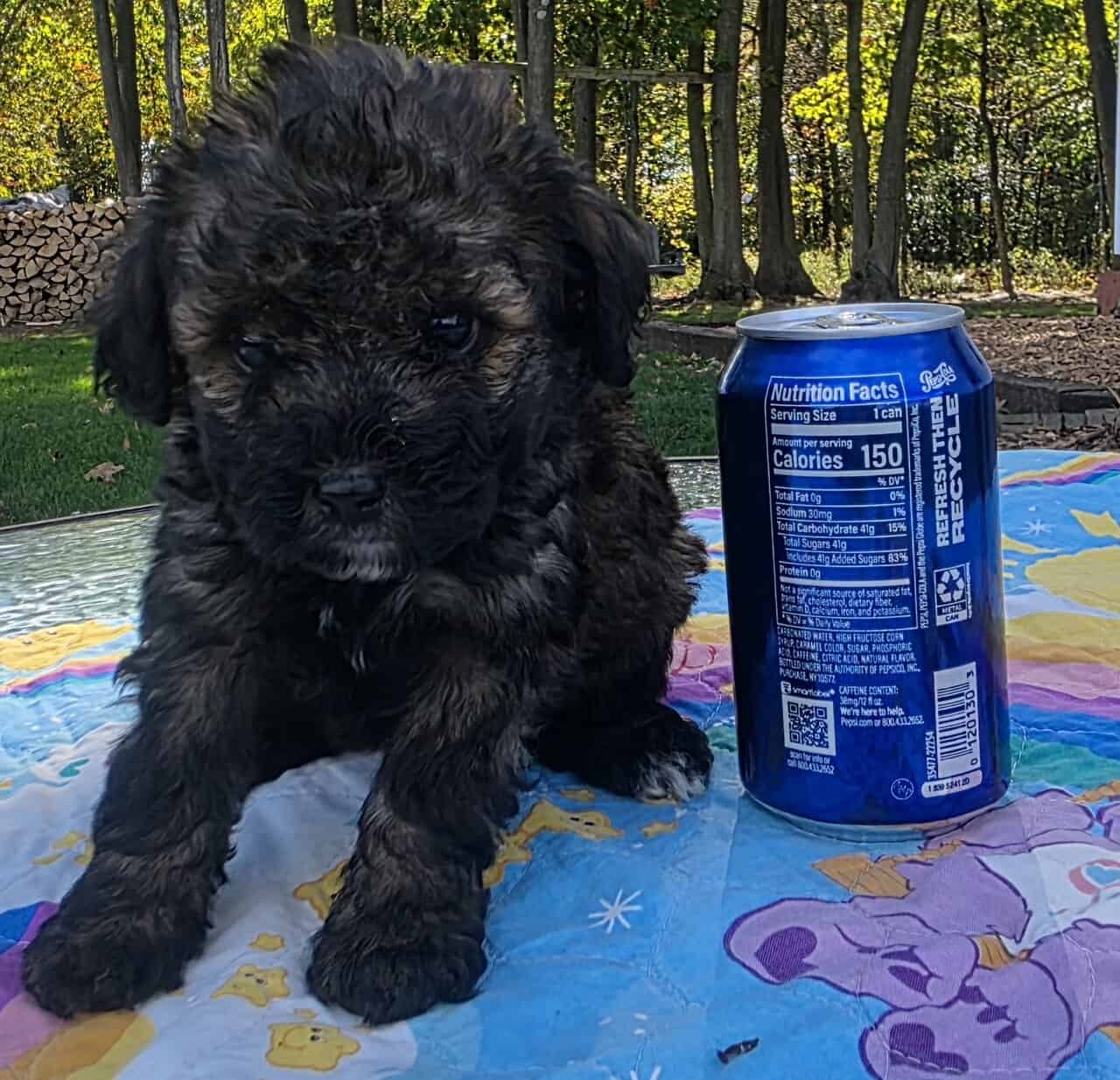 Toy poodle puppies image 3