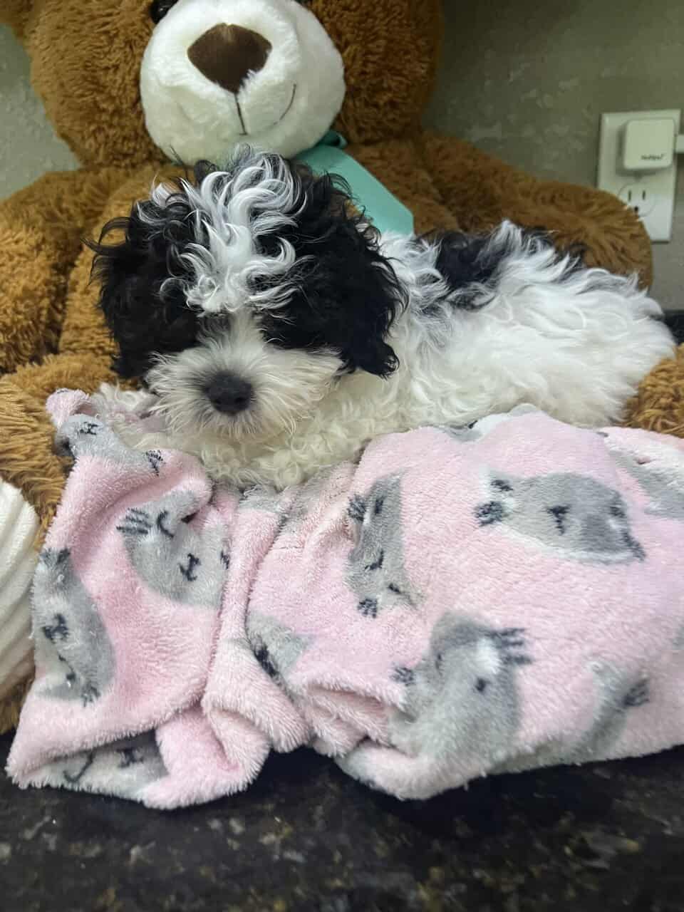 Maltipoo babies . Non shed image 7