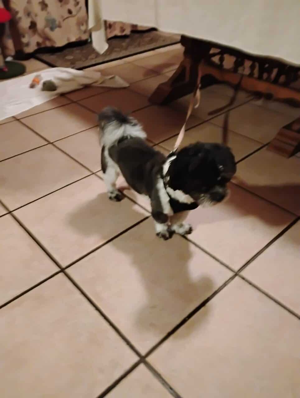 Shih tzu and poodle mix with AKC papers for sale image 4