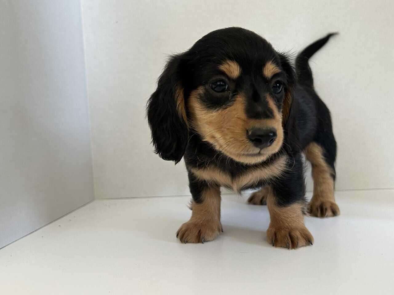 dachshund long hair. image 2
