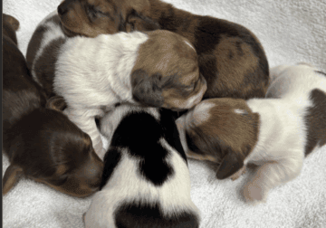 Dachshund Puppies
