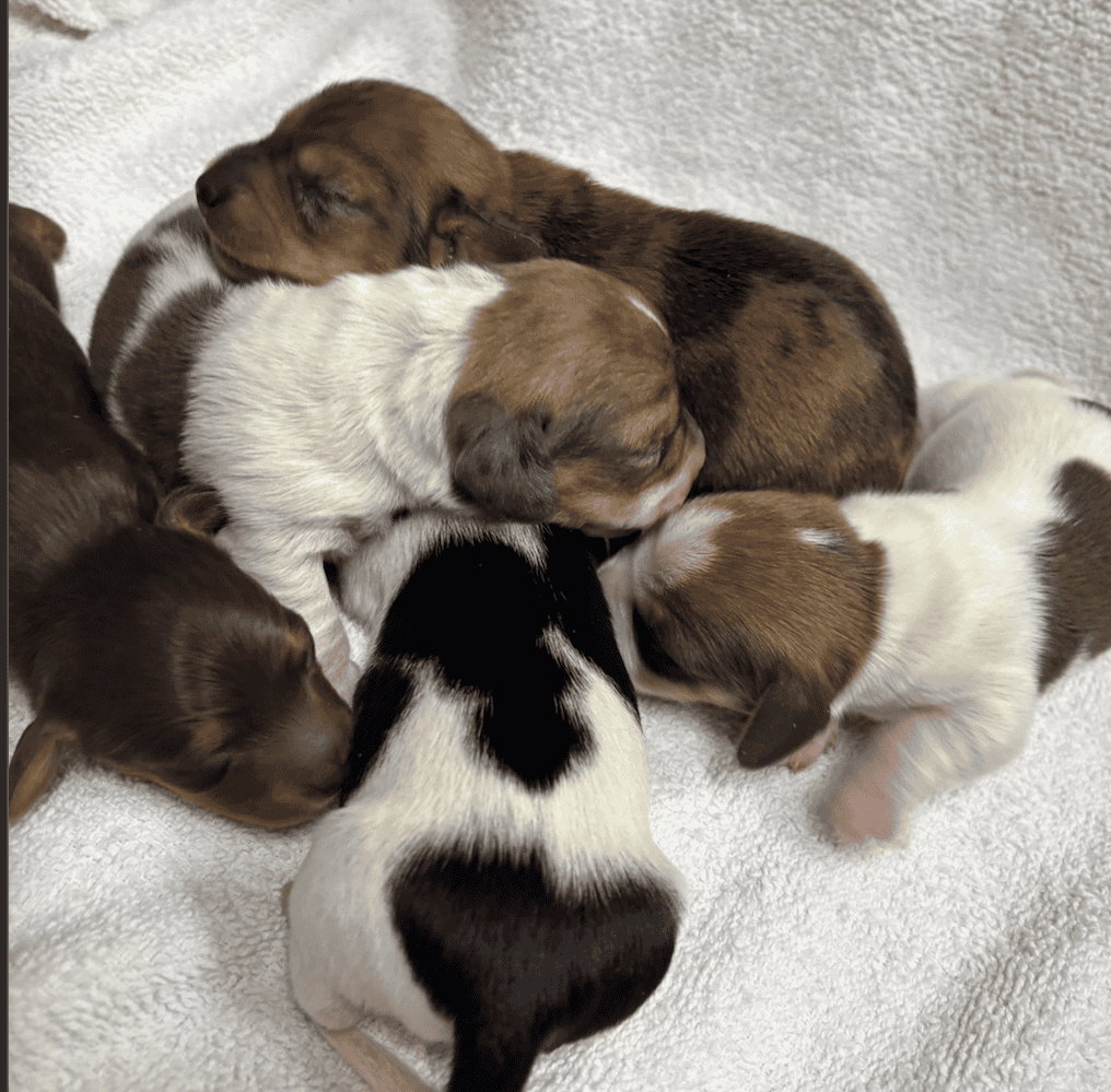 Dachshund Puppies image 3