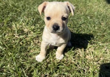 3 Male chihuahua puppies