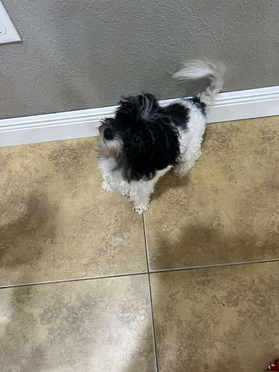 Maltipoo babies . Non shed image 4