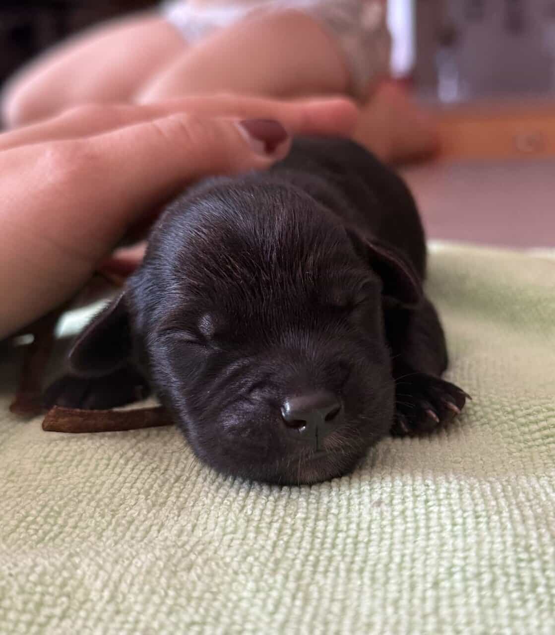 Goldador puppies image 6