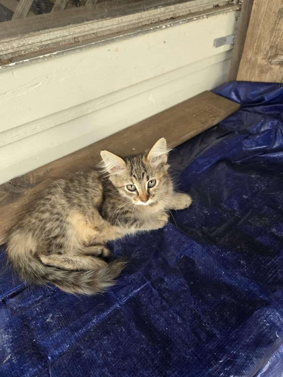 Kittens for adoption image 1