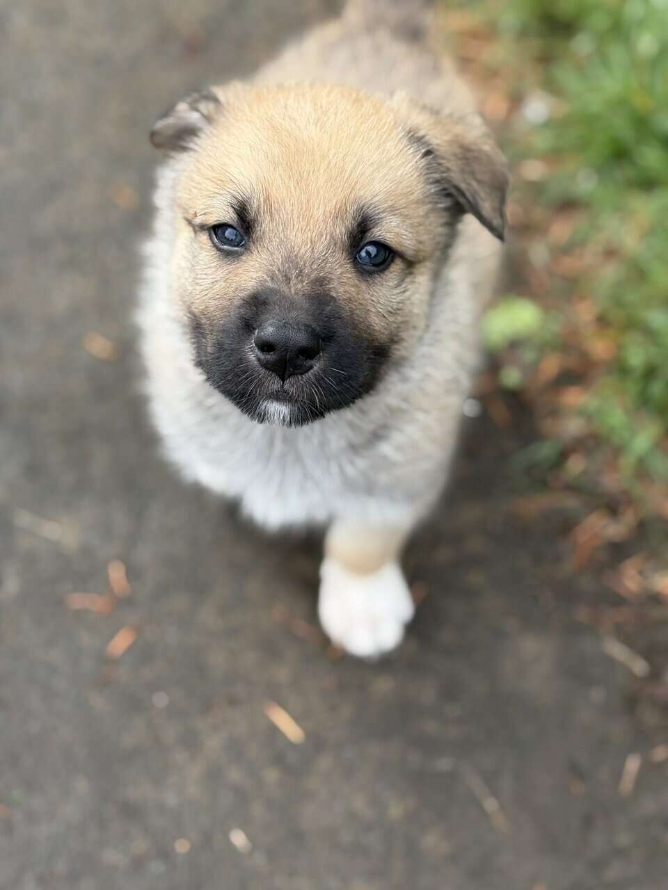 Shepsky puppy image 6
