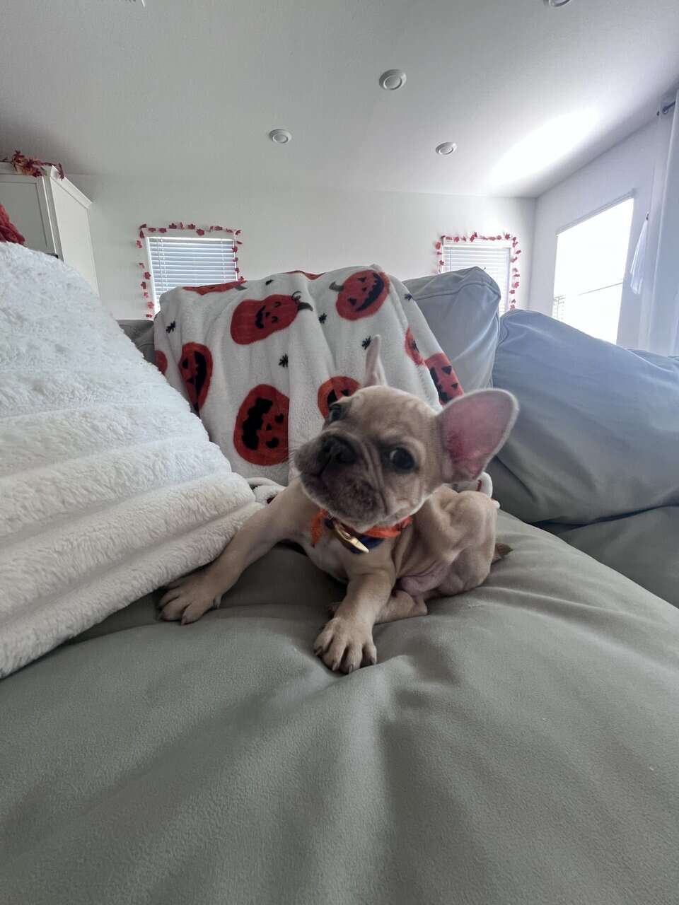 French Bulldog Puppy 🐾 image 4