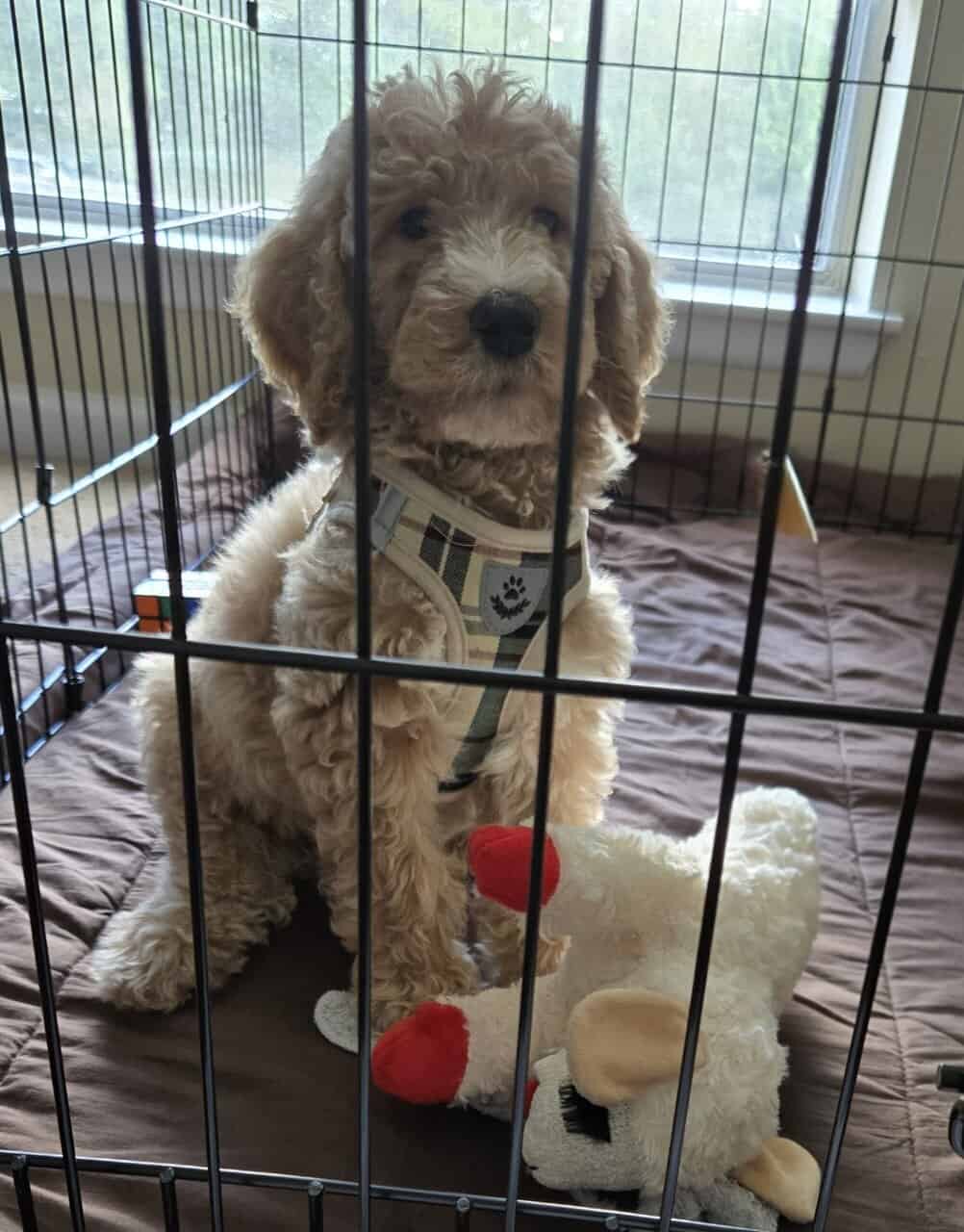 Standard Goldendoodle Puppy + Starter Kit/Supplies image 7