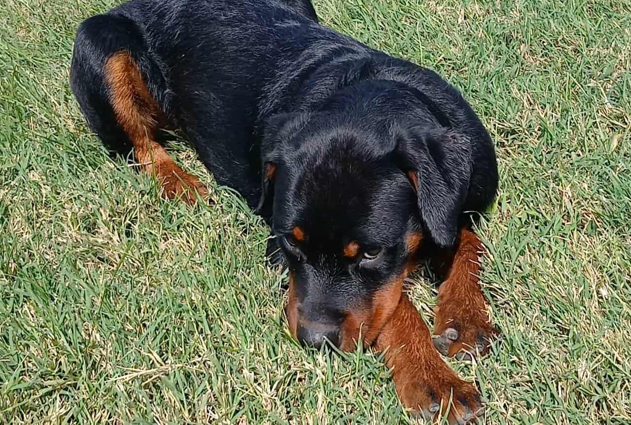 Male German Rottweiller image 4
