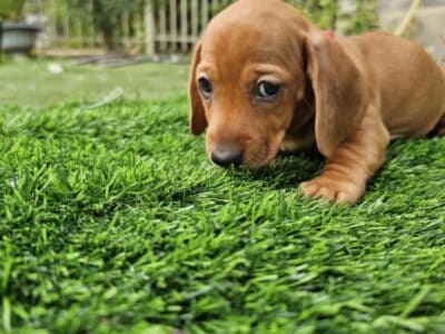 Daschund mini weenie pups