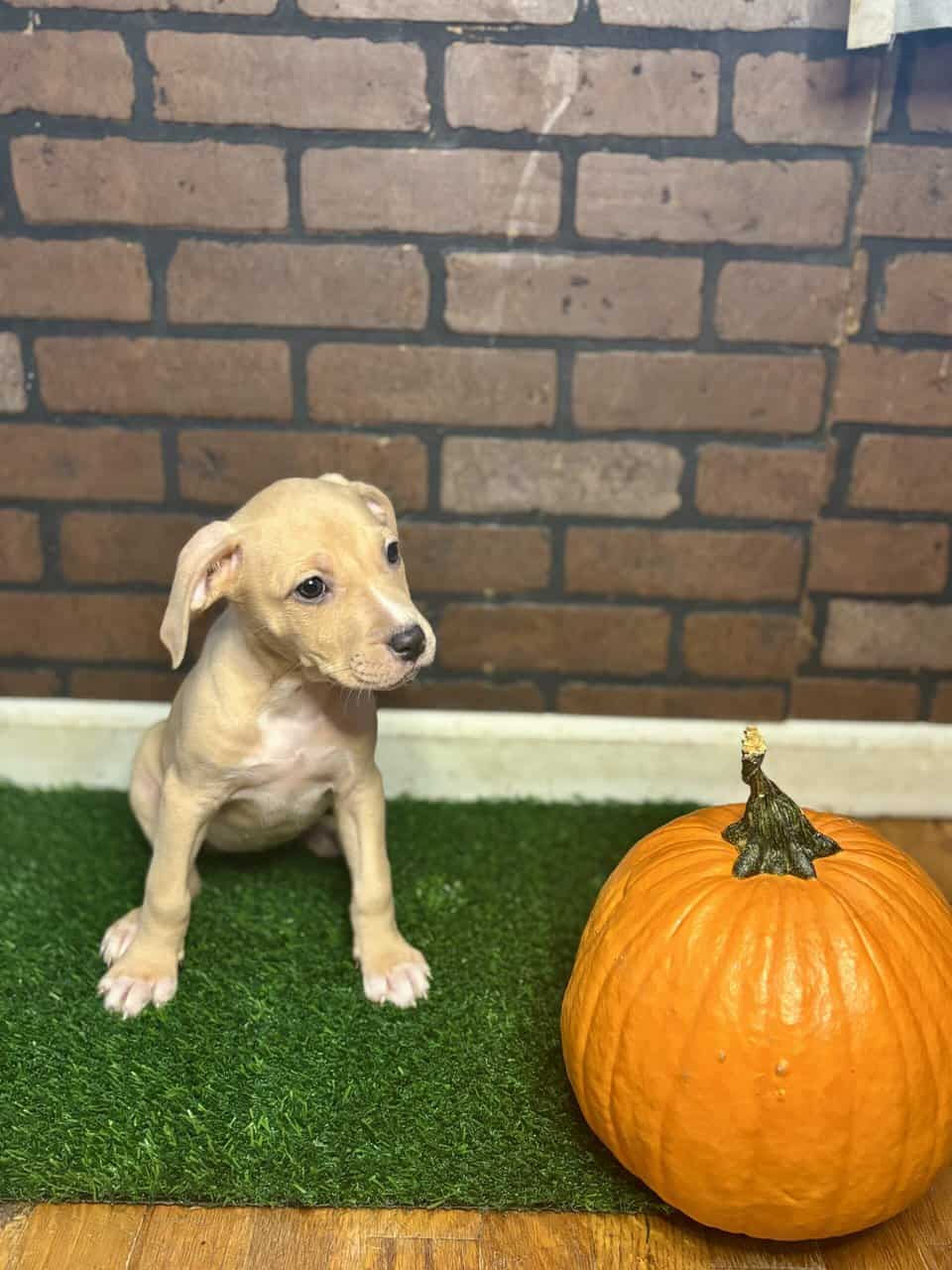 Rehome Puppies 🩷 image 7