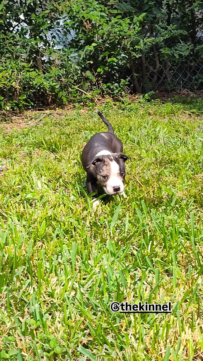 Exotic Pitbull/American Bully image 3