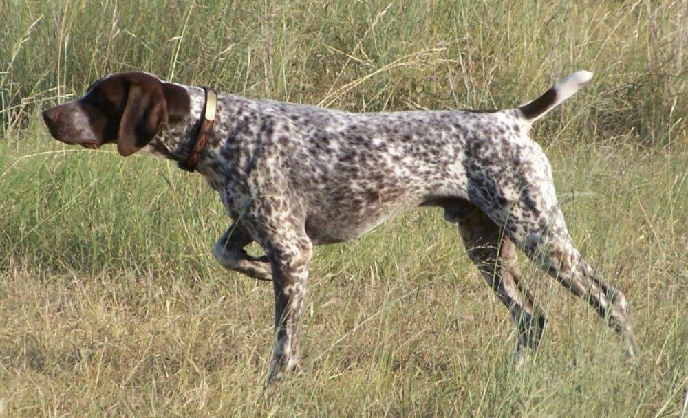 Adorable Shorthaired Pointers image 1