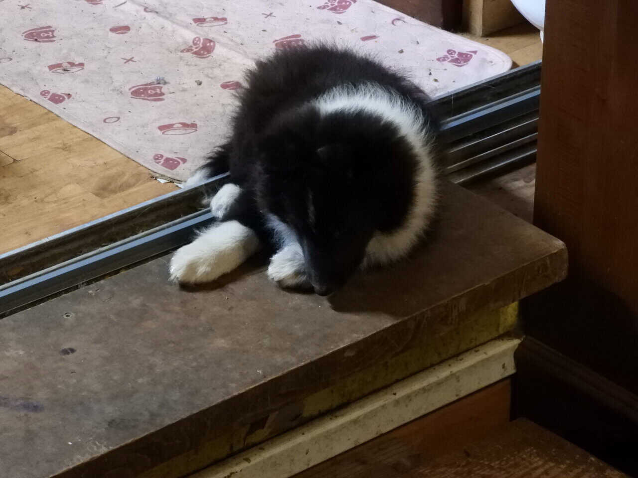 AKC registered Sheltie puppies image 1