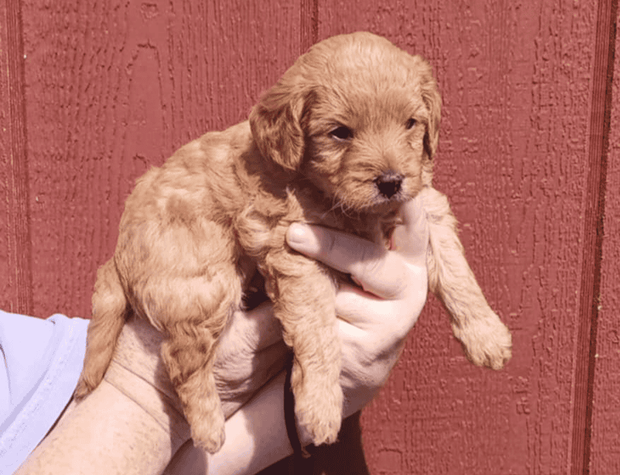 Mini goldendoodles image 4