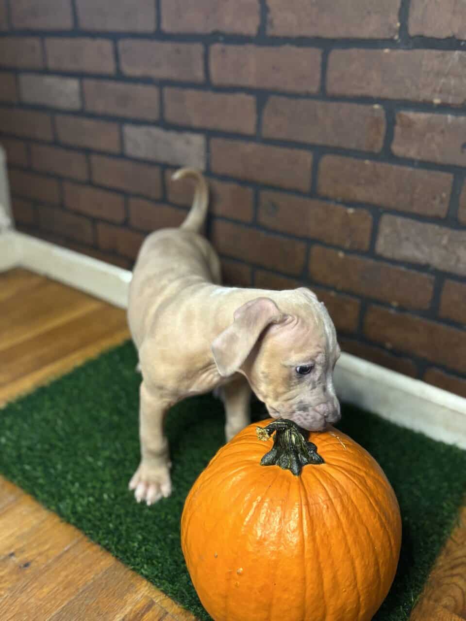 Rehome Puppies 🩷 image 1