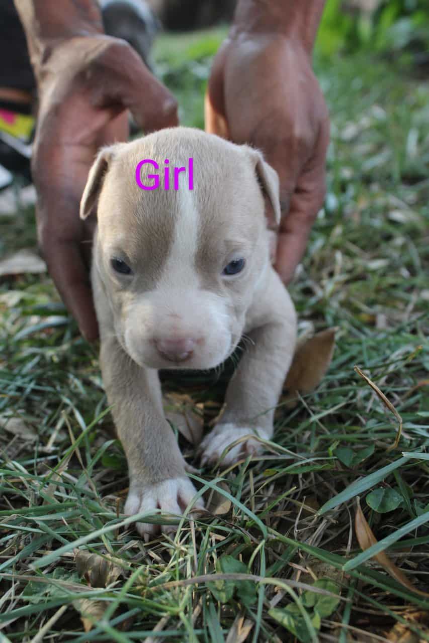 Pitbull Puppies image 5
