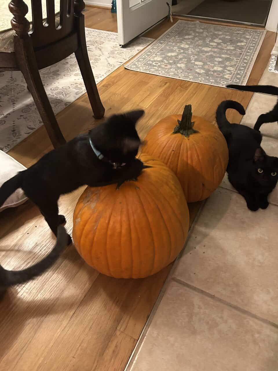 🐾 Bonded Black Kittens & Gray Pal – Shallotte NC image 3