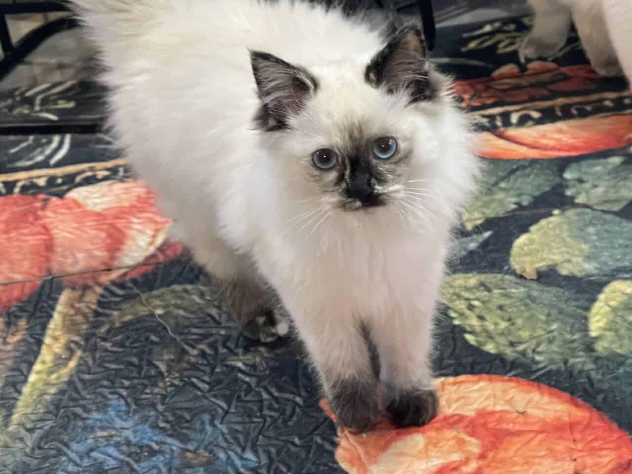 Ragdoll kittenSOLD image 3