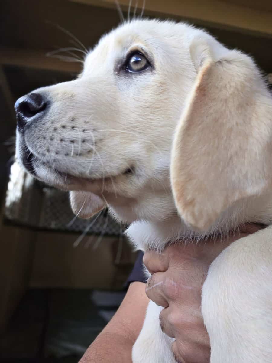 English labrador puppies. image 5