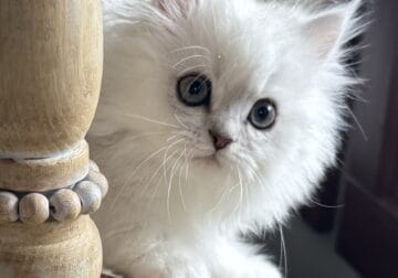 Persian Kittens Available Now