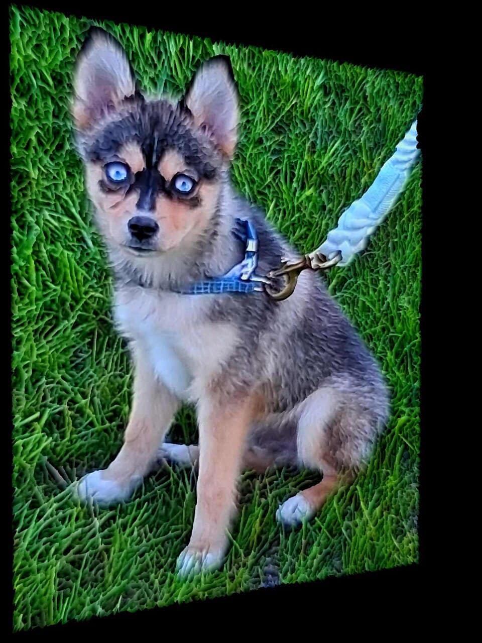 Male Pomsky Puppy image 7