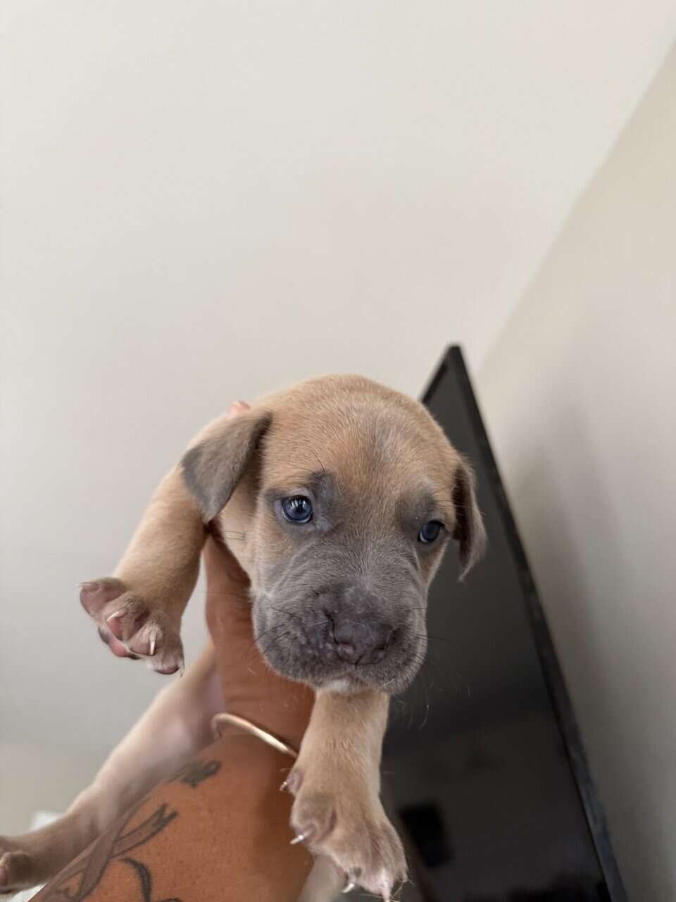 Puppies looking for new home (Males) image 8
