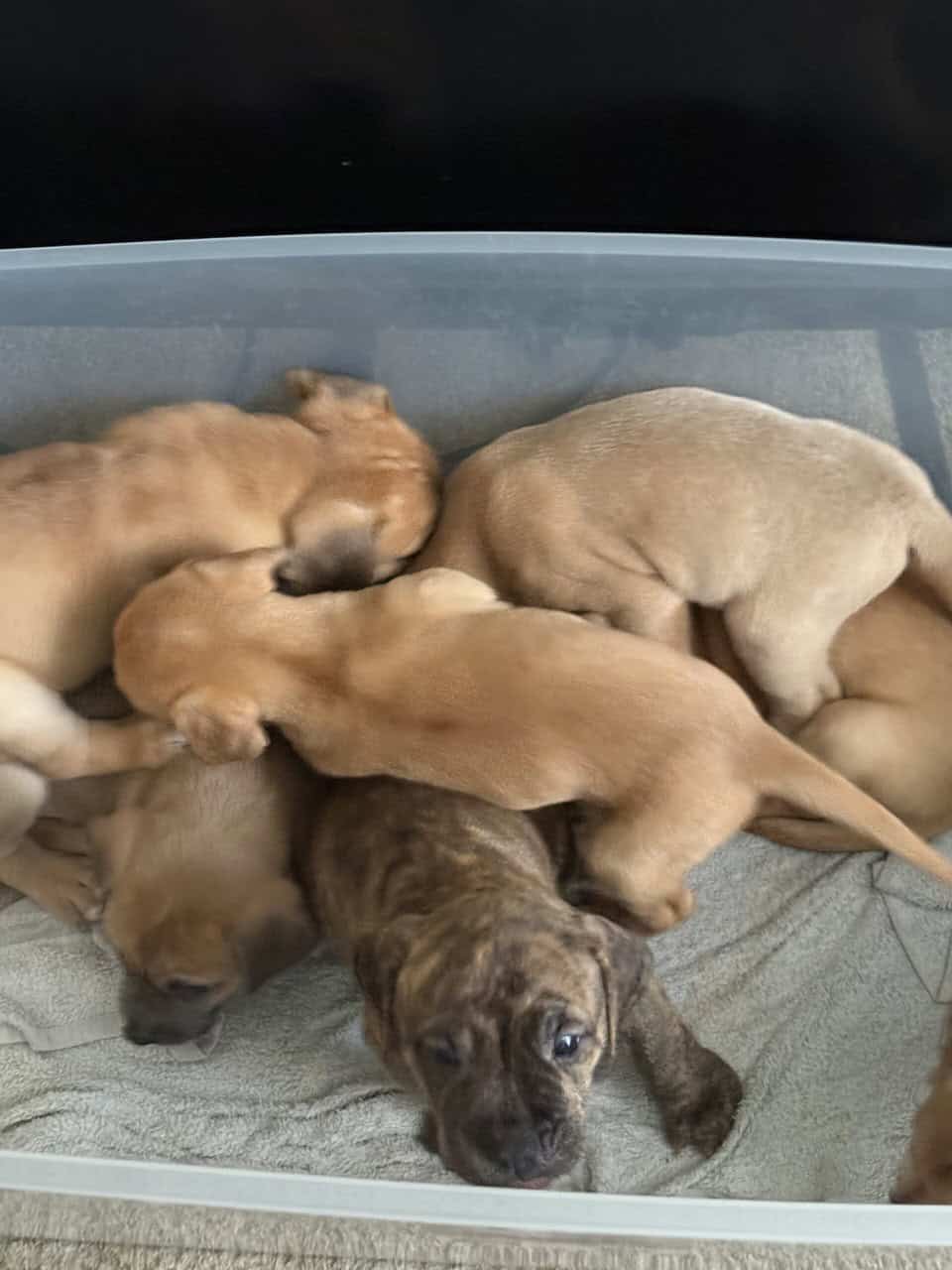 Puppies looking for new home (Males) image 5