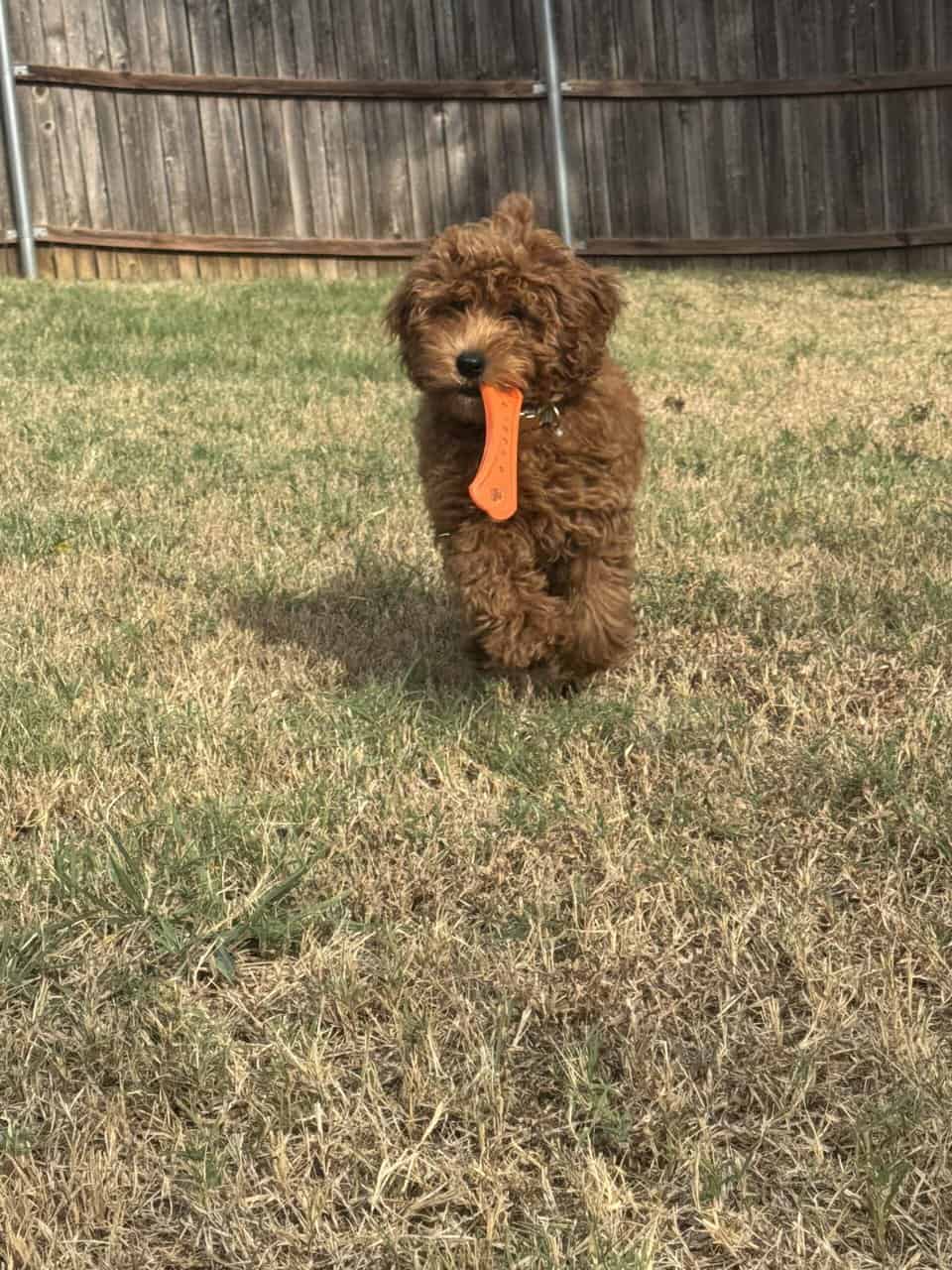 Goldendoodle Puppy image 3