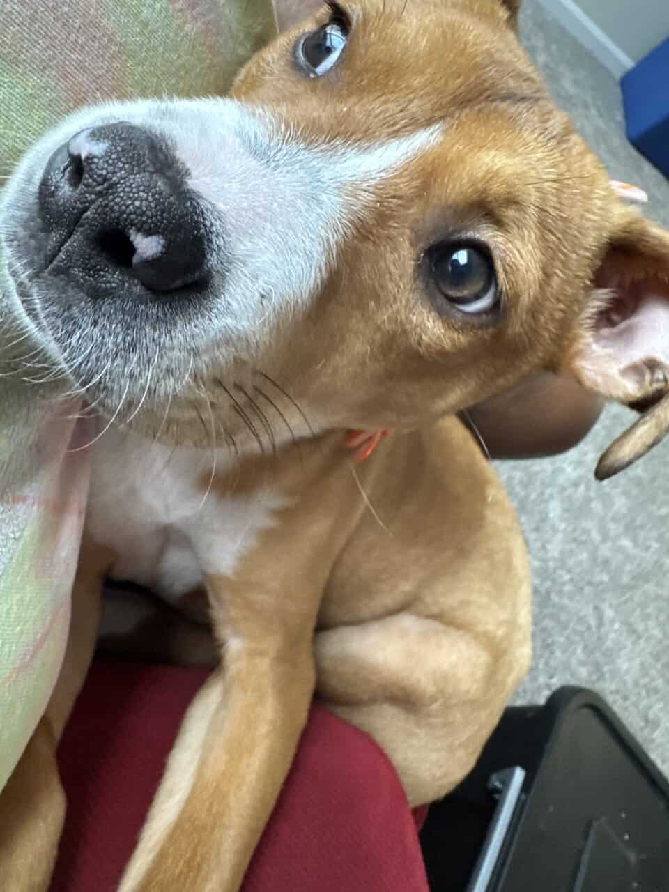 Looking for a loving family for Olive! image 7