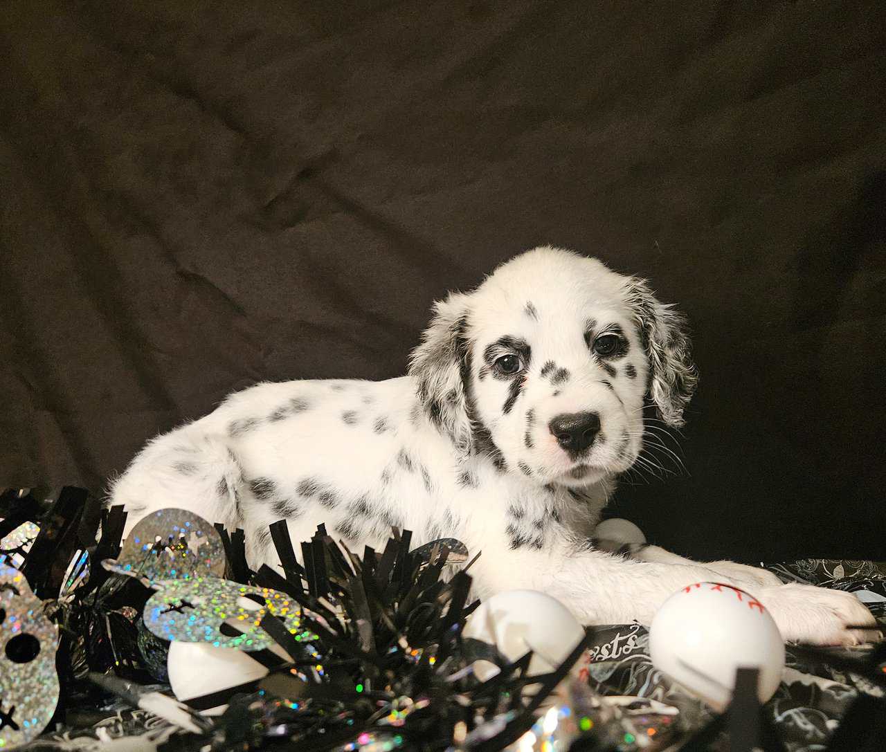 Dalmatian puppies image 5