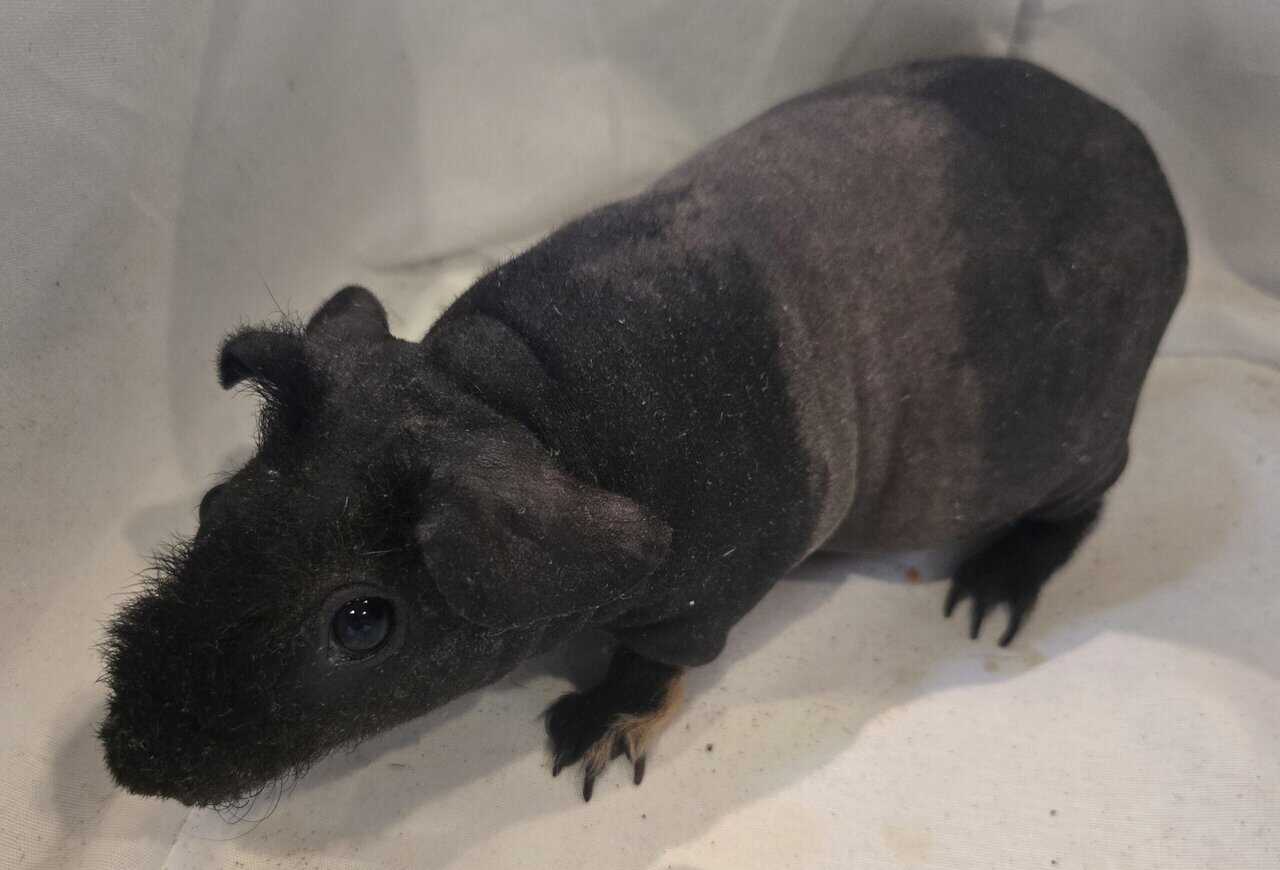 Skinny Pigs image 7