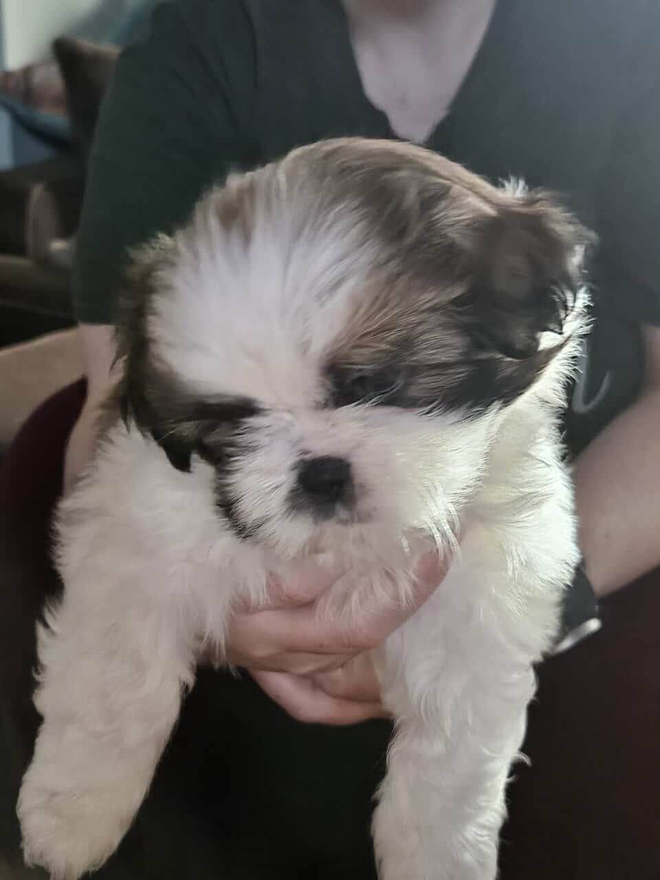 Shih Tzu/Pomeranian puppies for sale. image 3