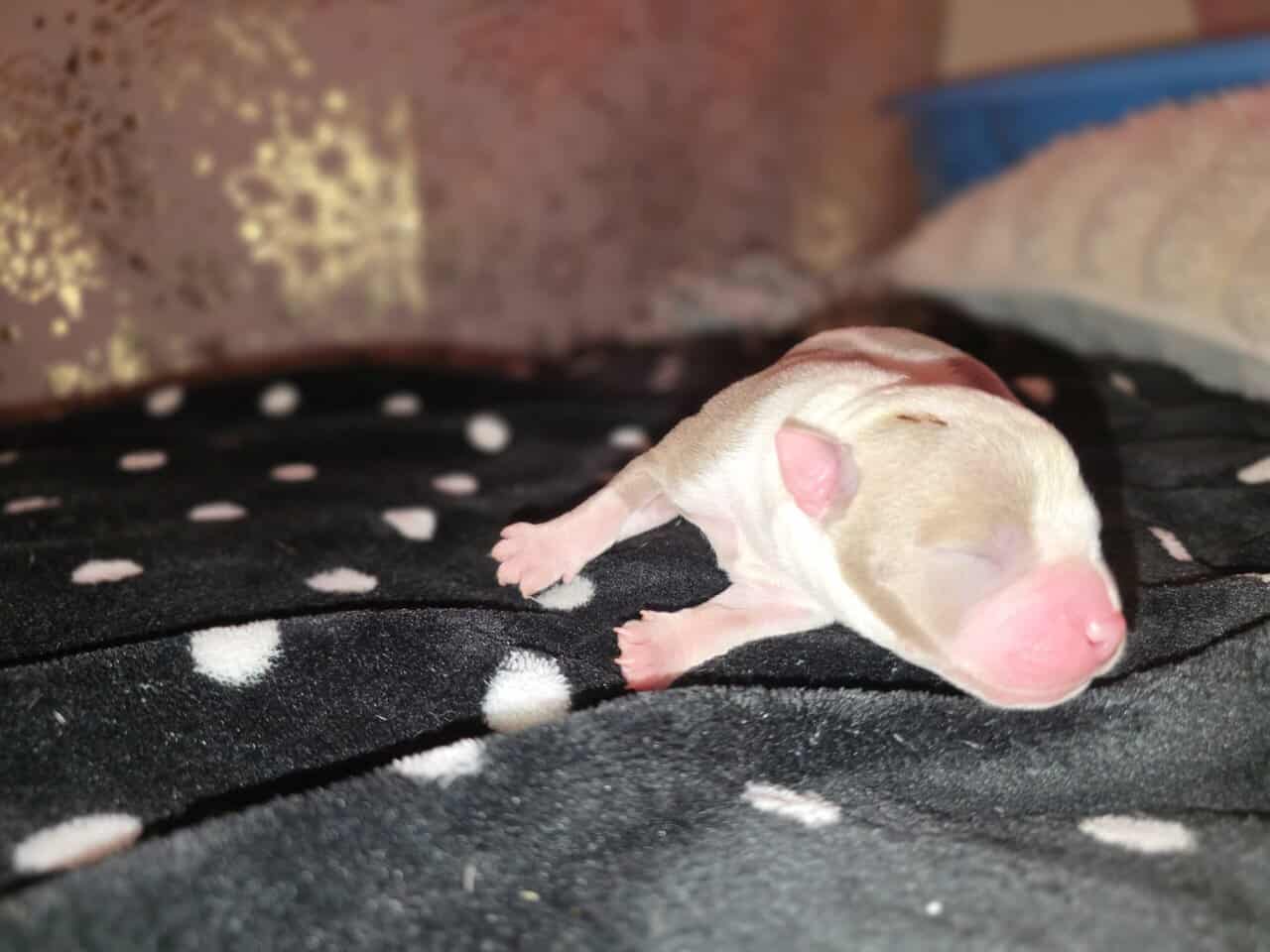 Classic American Bully Puppies Rehome image 5