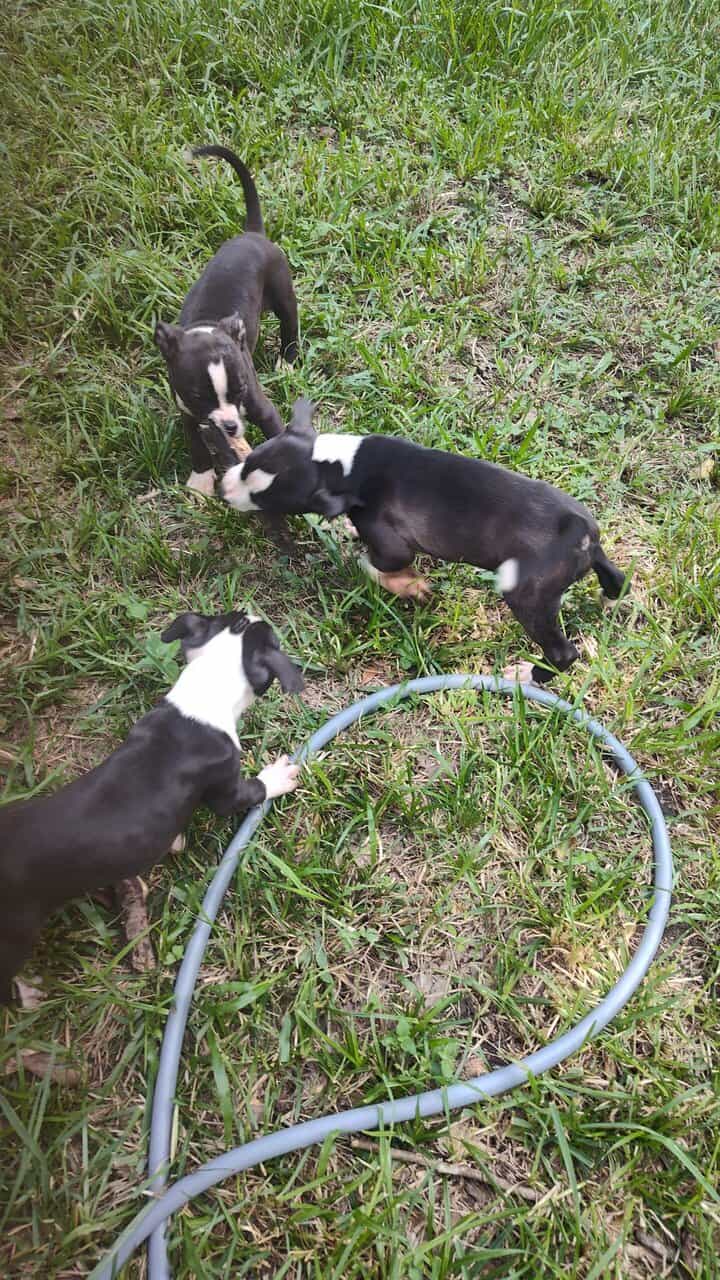Exotic Pitbull/American Bully image 1