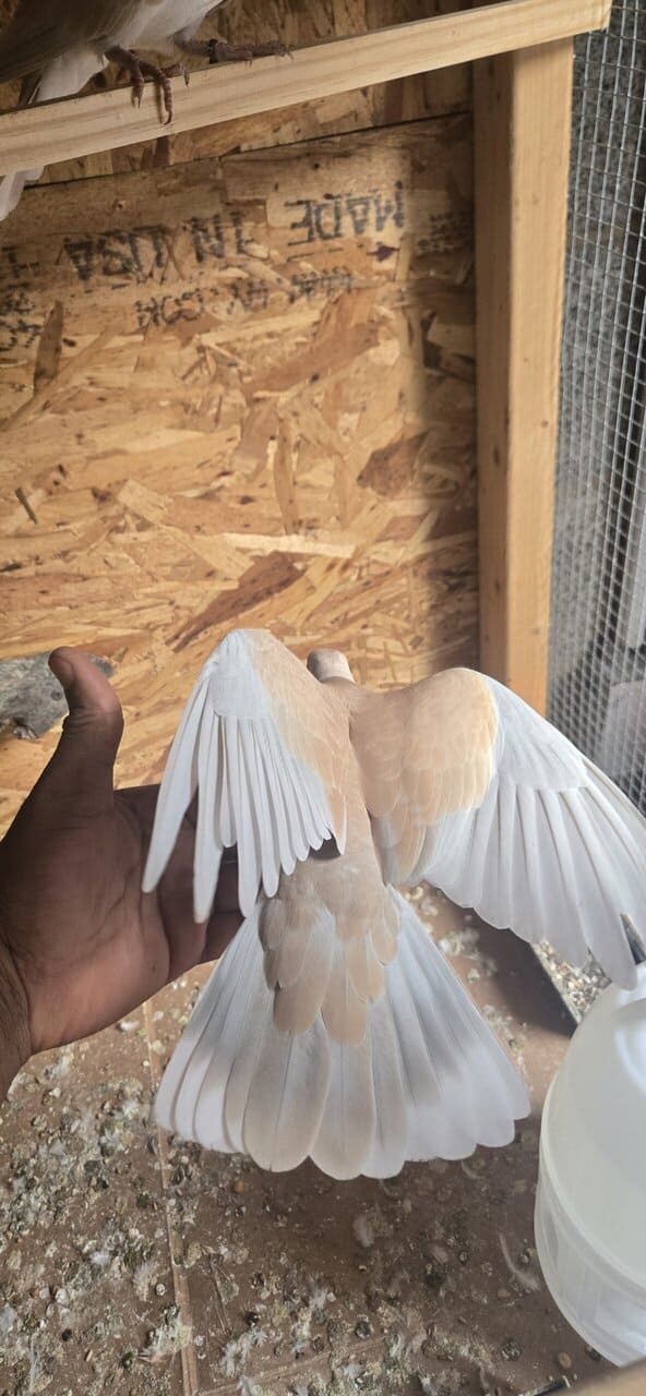 Doves image 7
