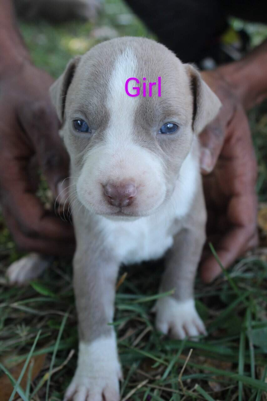 Pitbull Puppies image 3